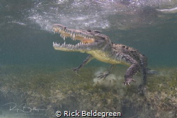 Snorkeling with American crocs in Chinchorro, Mexico by Rick Beldegreen 